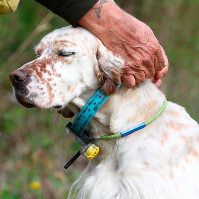 Collar Radio + GPS + Beeper para perros de caza Mito 5100 + Mando localizador BS3000 Open Map Unico BITRABI COMBI