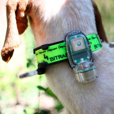 Collar Radio + GPS + Beeper para perros de caza Mito 5100 + Mando localizador BS3000 Open Map Unico BITRABI COMBI