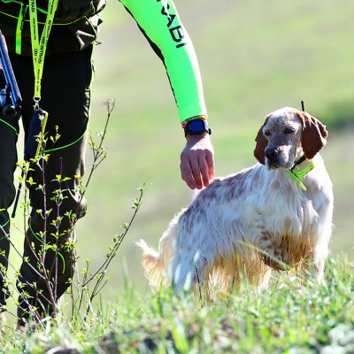 Collar Radio + GPS para perros de caza MITO 5100 BITRABI